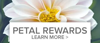 Reward Points on every purchase with Schaaf Floral.