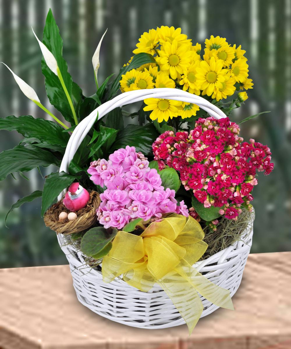 Standard Blooming Garden Plant Basket in Minneapolis, MN Schaaf Floral