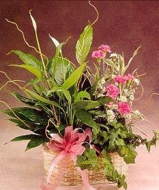 Dish Garden w/ Blooming Plants & Fresh Cut Flowers in Minneapolis, MN