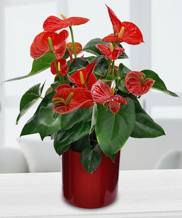 Potted Anthurium Lily