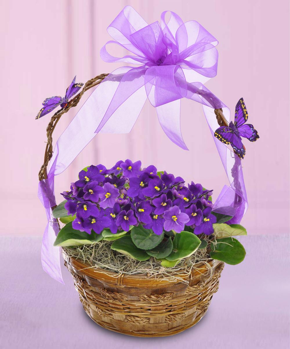 African Violet Basket in Minneapolis, MN Schaaf Floral
