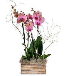 Beautiful Orchid Plants