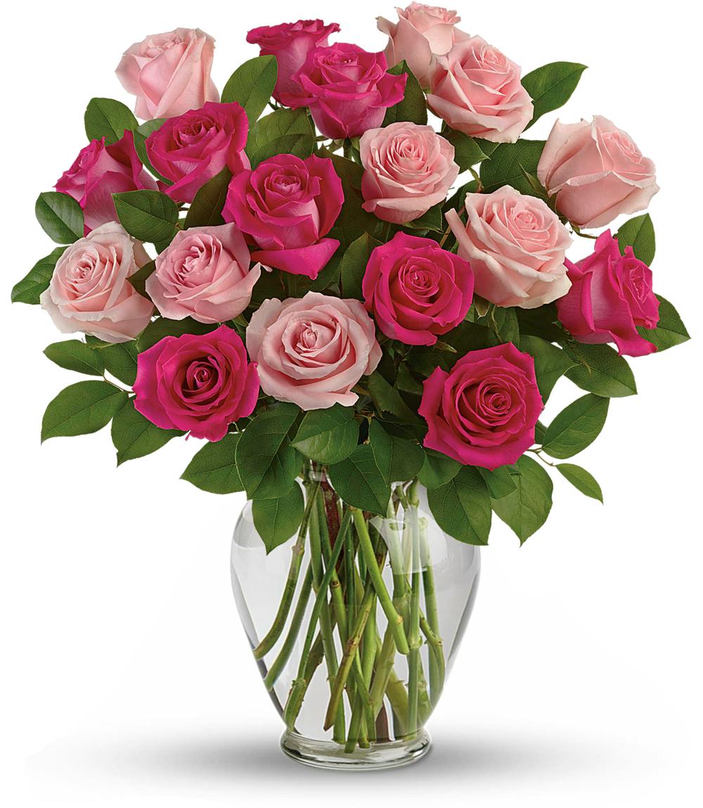 Pink Roses Delivered Minneapolis MN Schaaf Floral