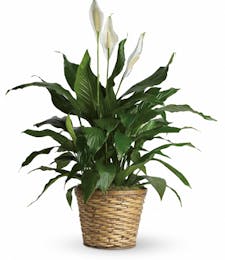 A Peace Lily Plant