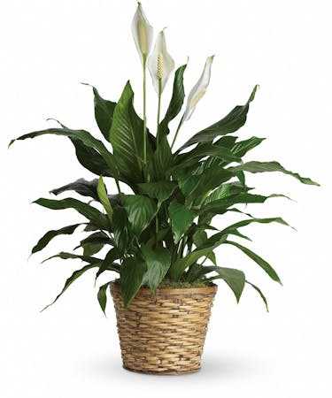 A Peace Lily Plant