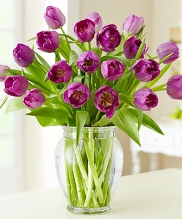 10 Purple Tulips