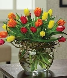 20 Multi Colored Tulips